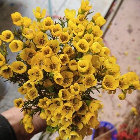 Short-Stem Yellow Tinted Waxflower · Yellow & Gold
