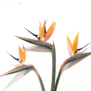 Single-Stem Bird of Paradise · Orange & Coral