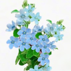 Sky-Blue Tweedia / Oxypetalum · Blue