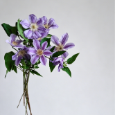 Star River Blue-Violet Standard Clematis · Purple & Lavender