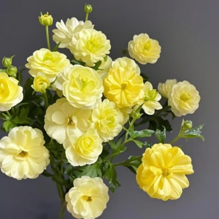 Sunny Yellow Butterfly Ranunculus · Yellow & Gold