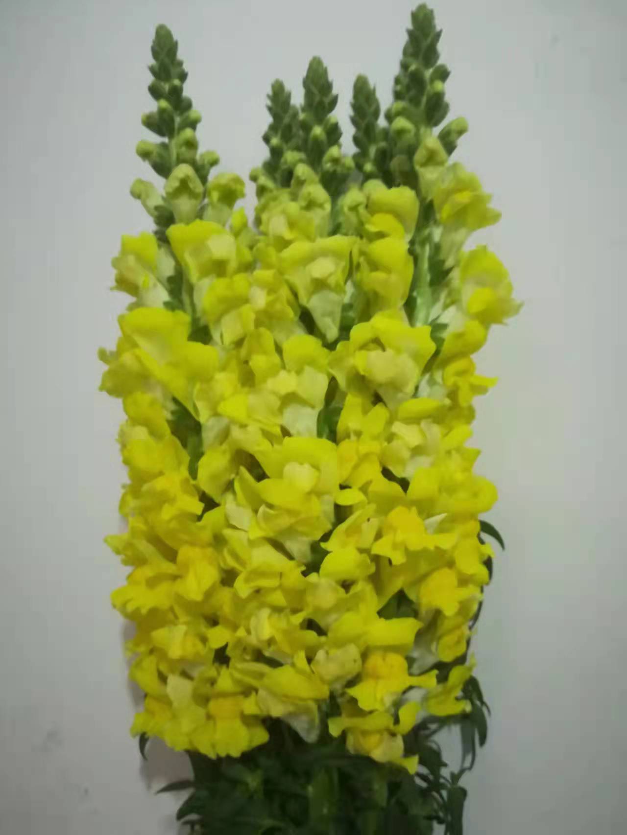 Sunny Yellow Snapdragon / Antirrhinum Spikes · Yellow & Gold