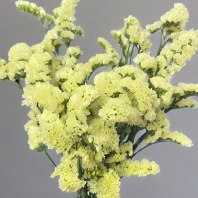 Sunny Yellow Statice / Sea Lavender · Yellow & Gold