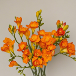 Sunset Orange Freesia · Orange & Coral