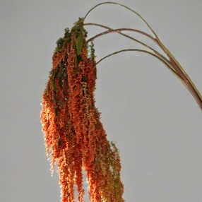 Terracotta-Orange Hanging Amaranthus Tassels · Orange & Coral