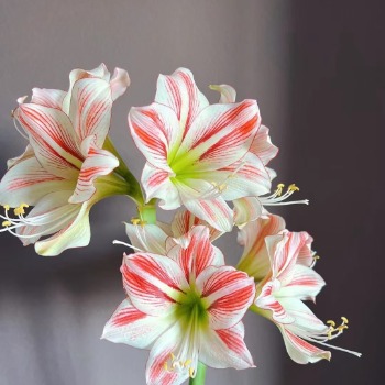 Van den Bos Fairytale Striped Amaryllis · Bicolor & Multi-Color