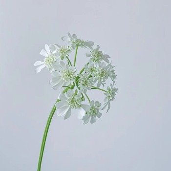 White Bouvardia / White Cluster Filler · White & Cream