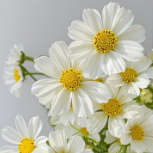 White Garden Cosmos · White & Cream