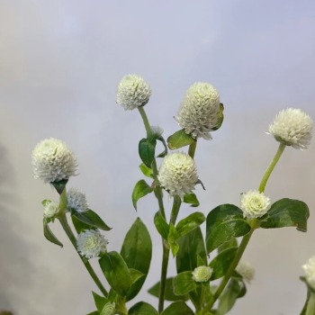 White Gomphrena / Globe Amaranth · White & Cream