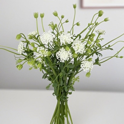 White Lace Flower / Didiscus · White & Cream