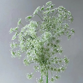 White Queen Annes Lace / Ammi Majus · White & Cream