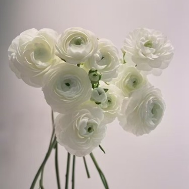 White Ranunculus / Persian Buttercup · White & Cream