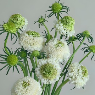 White Scabiosa / Pincushion Flower · White & Cream