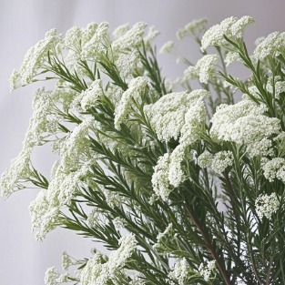 White Spirea / Bridalwreath Micro-Blossom Filler · White & Cream