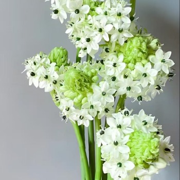 White Star-of-Bethlehem / Ornithogalum · White & Cream