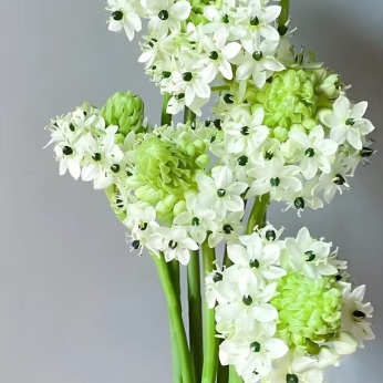 White Star-of-Bethlehem / Ornithogalum · White & Cream