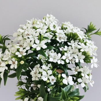 White Trachelium / Throatwort Cloud Cluster · White & Cream