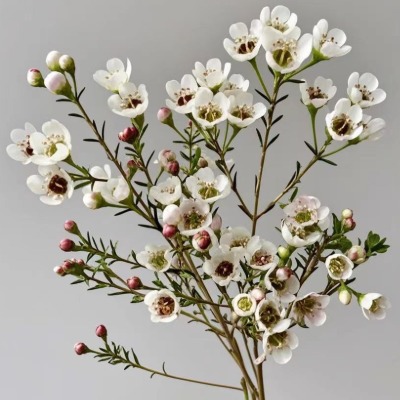 White Waxflower · White & Cream