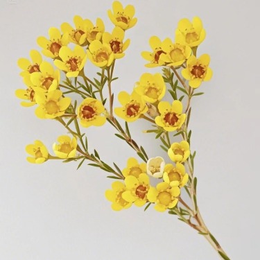 Yellow Tinted Waxflower · Yellow & Gold