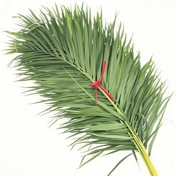 Areca Palm / Butterfly Palm Fronds · Green & Foliage