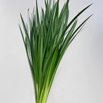 Banded Sansevieria / Snake Plant Blades · Green & Foliage