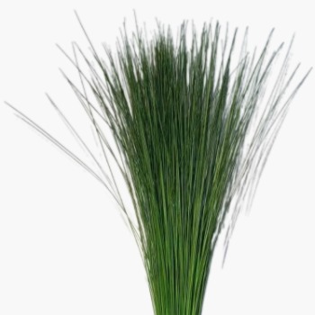 Bear Grass / Steel Grass · Green & Foliage