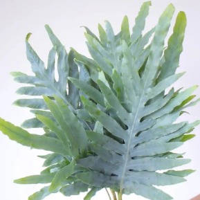Blue Star Fern Fronds · Green & Foliage