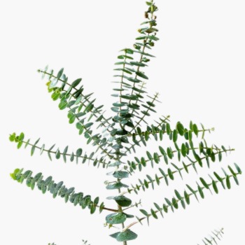 Branched Parvifolia / Small-Leaf Eucalyptus · Green & Foliage