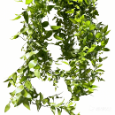Broad-Leaf Ruscus / Israeli Ruscus · Green & Foliage
