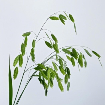 Chasmanthium / Northern Sea Oats · Green & Foliage