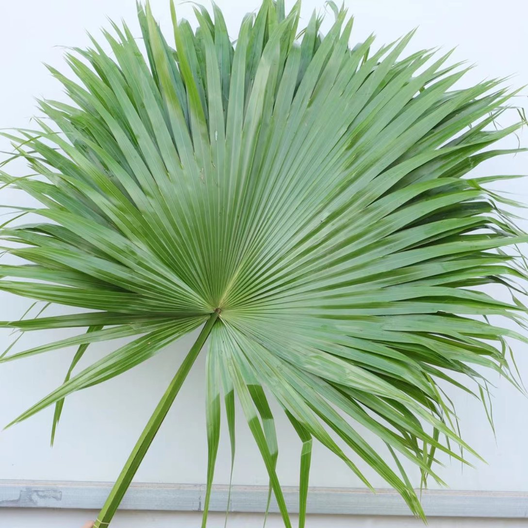 Chinese Fan Palm Fronds · Green & Foliage