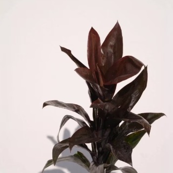 Chocolate Baby Ti Leaf / Cordyline Fruticosa · Vintage Coffee, Terracotta & Dark