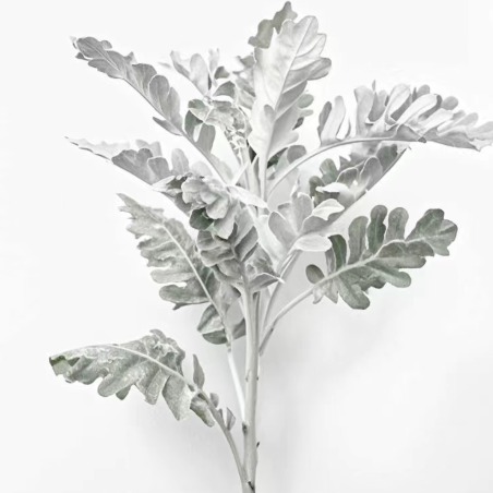 Dusty Miller / Silver Ragwort · White & Cream