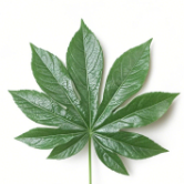 Fatsia Japonica / Japanese Aralia Palmate Leaves · Green & Foliage