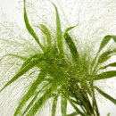 Fountain Grass Plumes · Green & Foliage