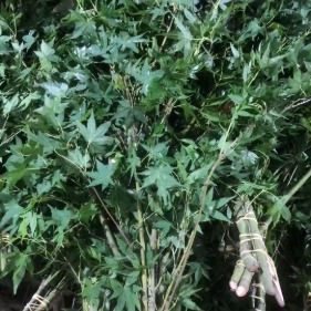 Fresh Green Five-Lobed Maple Branches · Green & Foliage