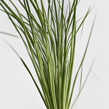 Fresh Green Reed Foliage Blades · Green & Foliage