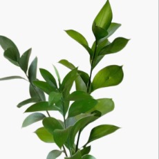 Glossy Citrus / Mandarin Orange Foliage · Green & Foliage