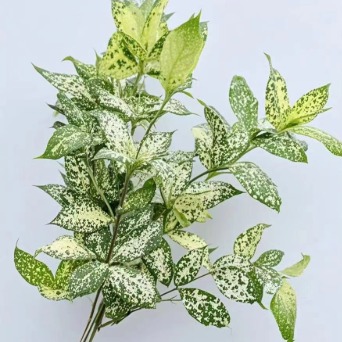 Gold-Dust Dracaena / Spotted Laurel · Green & Foliage