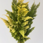 Golden Variegated Brake Fern · Green & Foliage