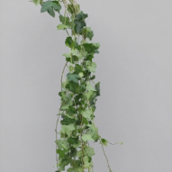 Green English Ivy Trailing Vine · Green & Foliage