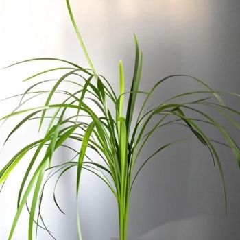 Green Sword-Leaf Orchid Grass · Green & Foliage