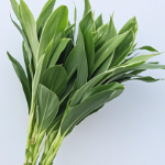 Green Ti Leaf / Cordyline Fruticosa · Green & Foliage