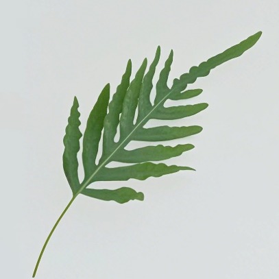Holly Fern / Cyrtomium Falcatum Glossy Fronds · Green & Foliage