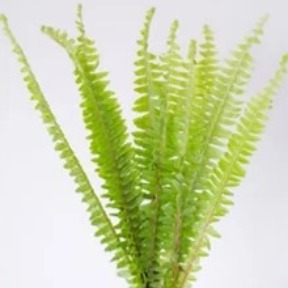 Horsetail Reed / Equisetum Hyemale · Green & Foliage
