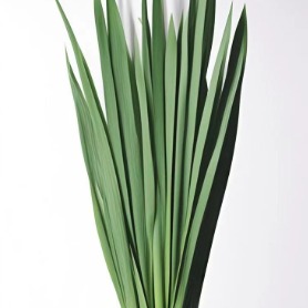 Iris Sword Foliage · Green & Foliage