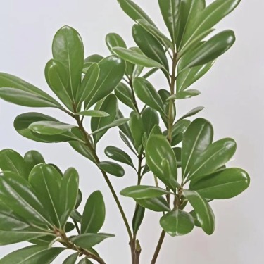 Japanese Mock Orange / Pittosporum Branches · Green & Foliage