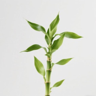 Lucky Bamboo / Dracaena Sanderiana Stems · Green & Foliage