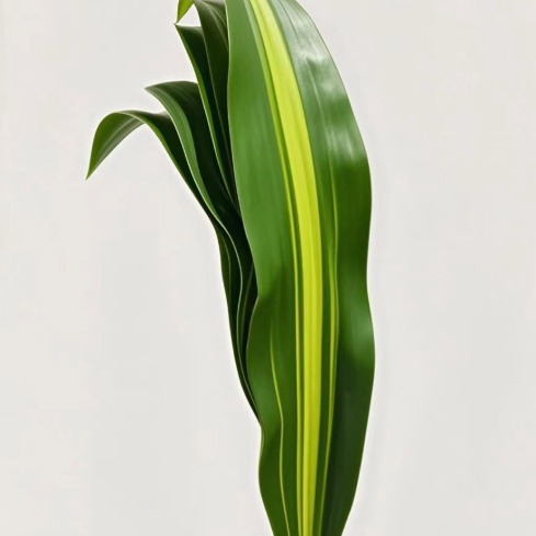 Massangeana Corn Plant / Brazil Dracaena Leaves · Green & Foliage