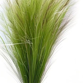 Mexican Feather Grass · Green & Foliage